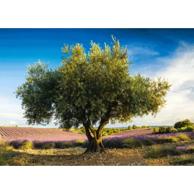Пъзел Olive Tree in the Province - 1000 части