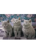 Three Kittens in Grey - 1000
