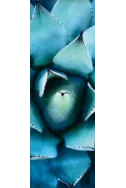 Пъзел Blue Echevaria - 1000