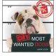 CIA's Most Wanted Dogs