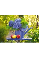 Watering Can With Hortensia - 500