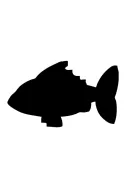Черна дъска риба