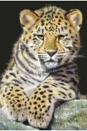 Baby Leopard - 500