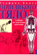 Човешкото тяло - Учебник по пластична анатомия